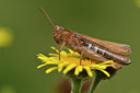 BUITEN BEELD Foto: 302046