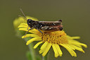 BUITEN BEELD Foto: 302049