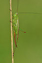 BUITEN BEELD Foto: 302054