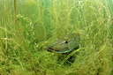 BUITEN BEELD Foto: 302176
