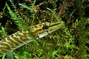 BUITEN BEELD Foto: 302179