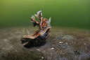 BUITEN BEELD Foto: 302229