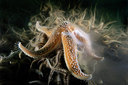 BUITEN BEELD Foto: 302248