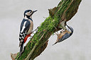 BUITEN BEELD Foto: 302404