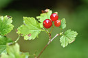 BUITEN BEELD Foto: 302418