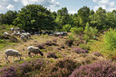 BUITEN BEELD Foto: 302462