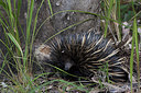 BUITEN BEELD Foto: 302496
