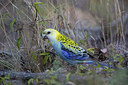 BUITEN BEELD Foto: 302502