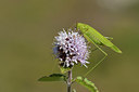 BUITEN BEELD Foto: 302638