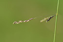 BUITEN BEELD Foto: 302672
