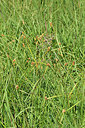 BUITEN BEELD Foto: 302729
