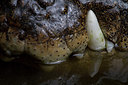BUITEN BEELD Foto: 302818