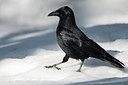 BUITEN BEELD Foto: 302907
