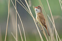 BUITEN BEELD Foto: 302932