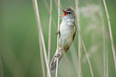 BUITEN BEELD Foto: 302935