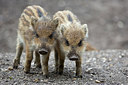 BUITEN BEELD Foto: 302971