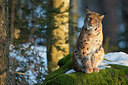 BUITEN BEELD Foto: 303016