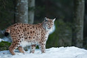 BUITEN BEELD Foto: 303026