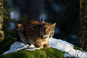 BUITEN BEELD Foto: 303045