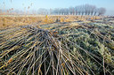 BUITEN BEELD Foto: 303330