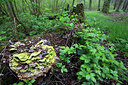 BUITEN BEELD Foto: 303383