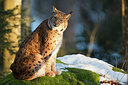 BUITEN BEELD Foto: 303404