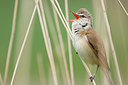 BUITEN BEELD Foto: 303444