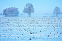 BUITEN BEELD Foto: 303594
