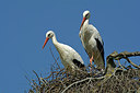 BUITEN BEELD Foto: 303616