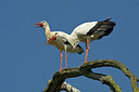 BUITEN BEELD Foto: 303617