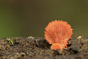 BUITEN BEELD Foto: 303684