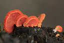 BUITEN BEELD Foto: 303686