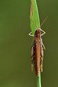 BUITEN BEELD Foto: 303706