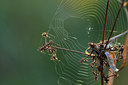 BUITEN BEELD Foto: 303720