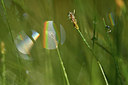 BUITEN BEELD Foto: 303744