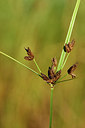 BUITEN BEELD Foto: 303749