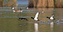 BUITEN BEELD Foto: 303797