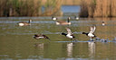 BUITEN BEELD Foto: 303798