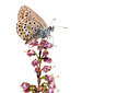 BUITEN BEELD Foto: 303872