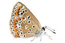 BUITEN BEELD Foto: 303875