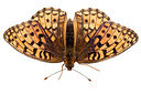 BUITEN BEELD Foto: 303887