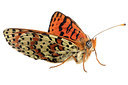 BUITEN BEELD Foto: 303891