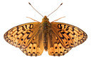 BUITEN BEELD Foto: 303933