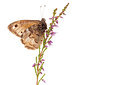 BUITEN BEELD Foto: 303936
