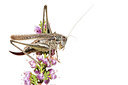 BUITEN BEELD Foto: 303941