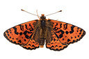 BUITEN BEELD Foto: 303952