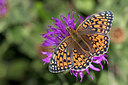 BUITEN BEELD Foto: 304000