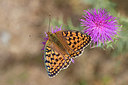BUITEN BEELD Foto: 304014