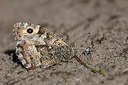 BUITEN BEELD Foto: 304020