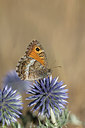 BUITEN BEELD Foto: 304037